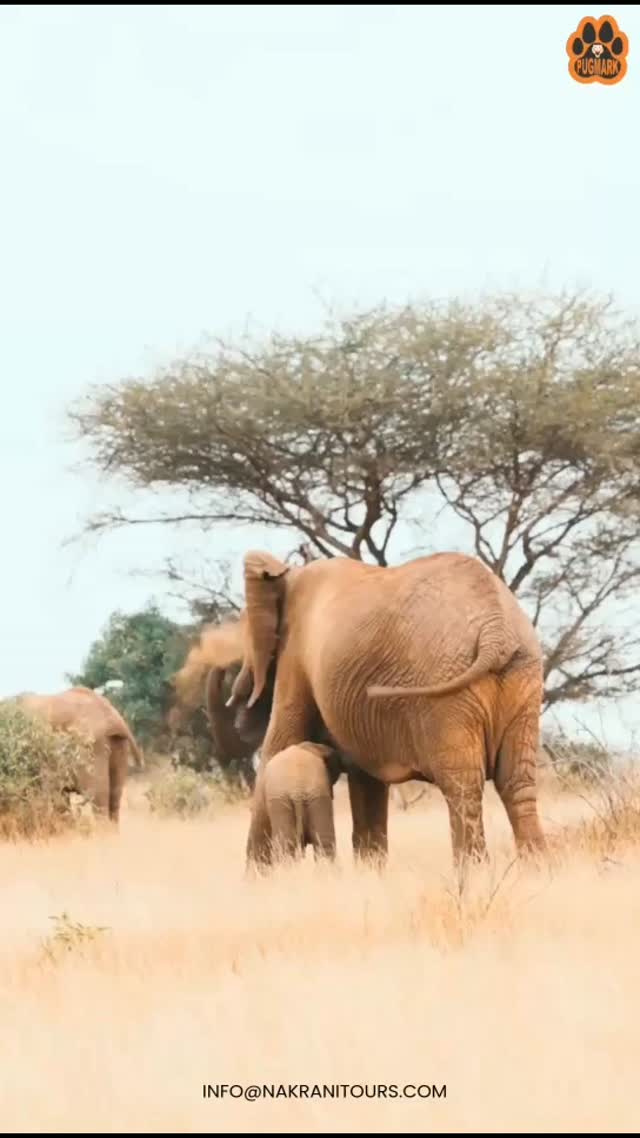 ✨ Discover the Magic of Kenya with Pugmark Safari ✨ 

Experience the thrill of the wild as you explore the sweeping savannahs of Maasai Mara, spot the legendary Big Five, and soak in the unforgettable beauty of Kenya’s landscapes. 

From luxury lodges to guided game drives, every detail is crafted for an adventure you’ll treasure forever. Your safari is more than a journey—it’s a story written in pawprints.

 🐾 👉 Start planning today with Pugmark Safari and let the wild call you home.

 #KenyaSafari #PugmarkSafari #AfricanSafari #LuxurySafari #SafariAdventure #KenyaTravel #BigFiveSafari #MaasaiMara #WildlifePhotography #SafariHoliday #SafariKenya #AdventureTravel #TravelAfrica #LuxuryTravelAfrica #kenyawildlife