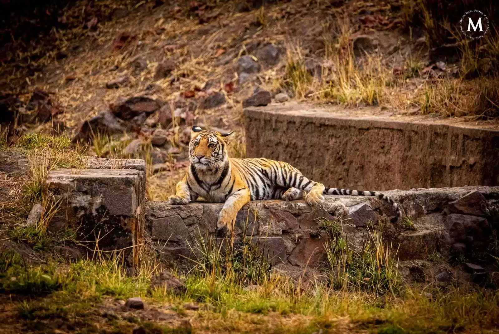 BandhavgarhNationalPark3