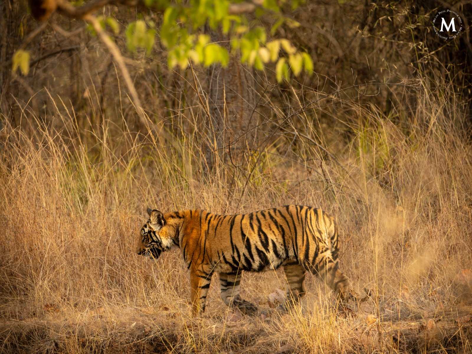 BandipurNationalPark