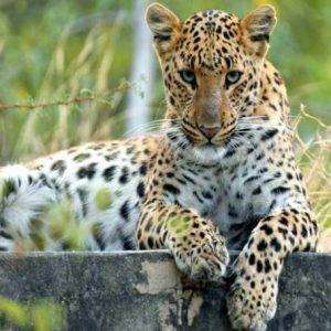 Jhalna Leopard