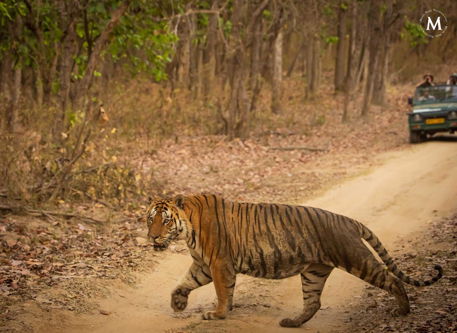 KanhaNationalPark2