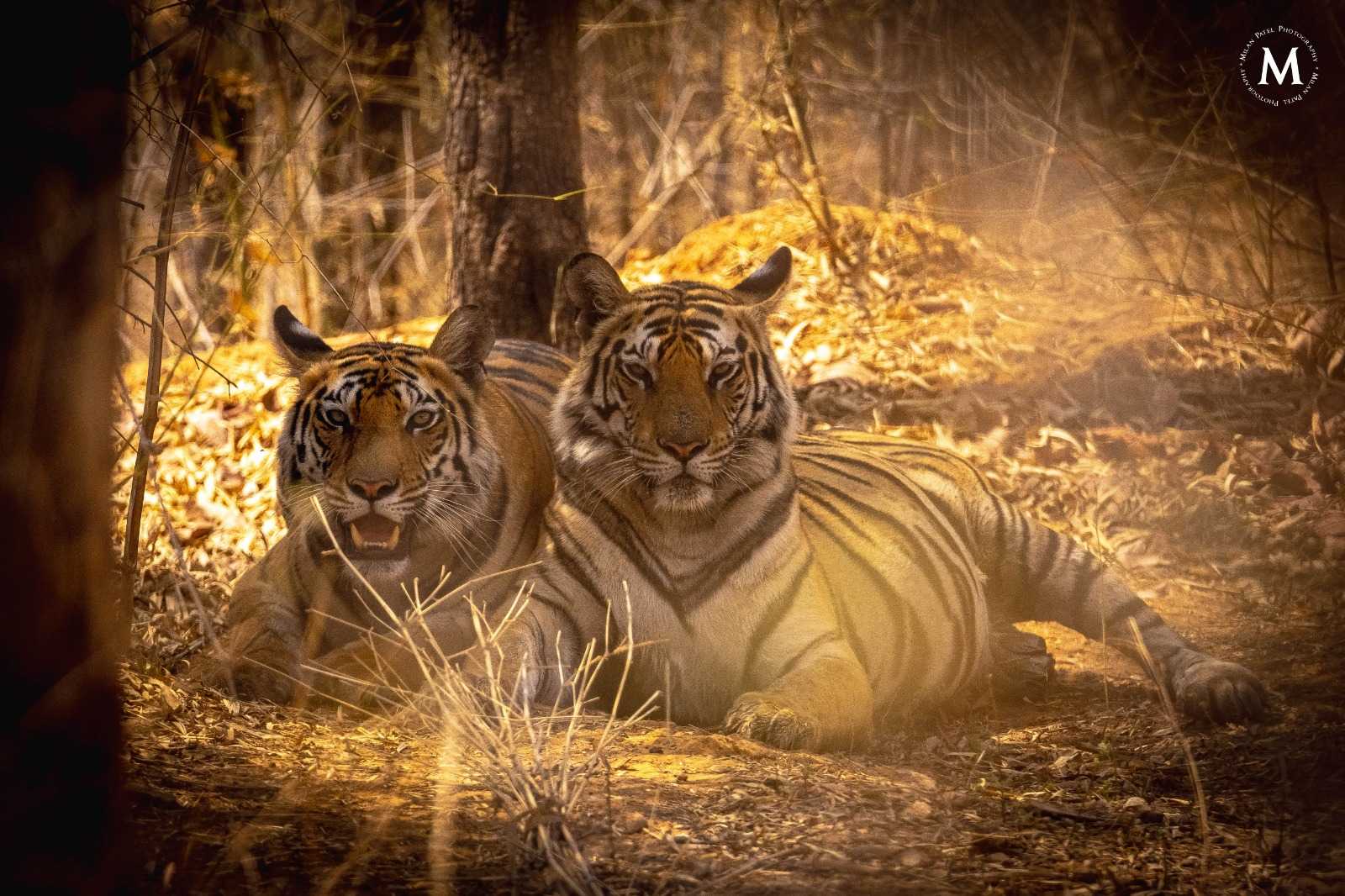 TadobaAndhariNationalPark