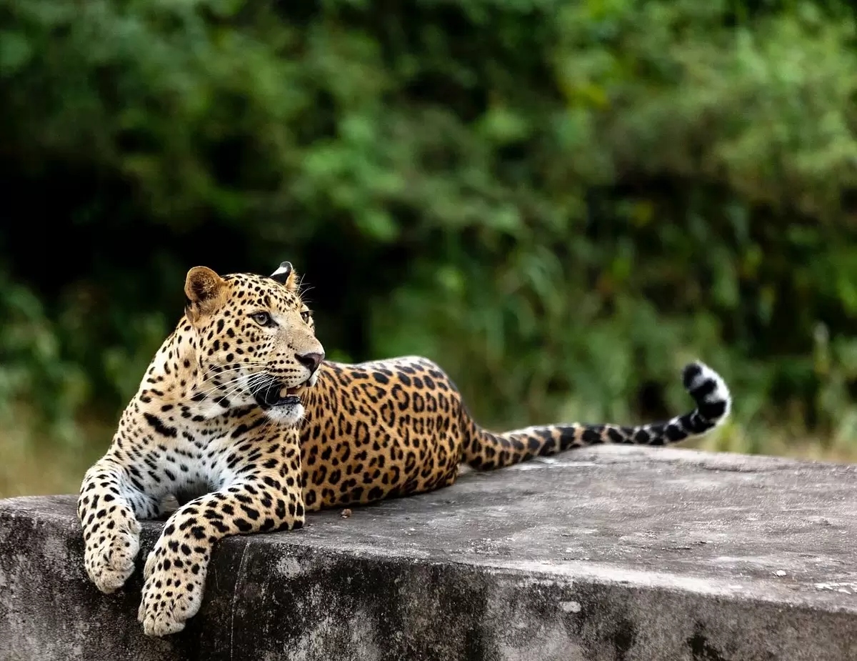 leopard safari