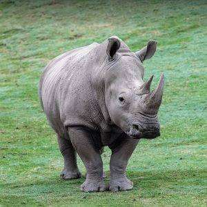 rhino