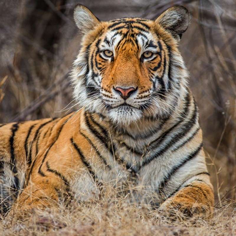 tadoba