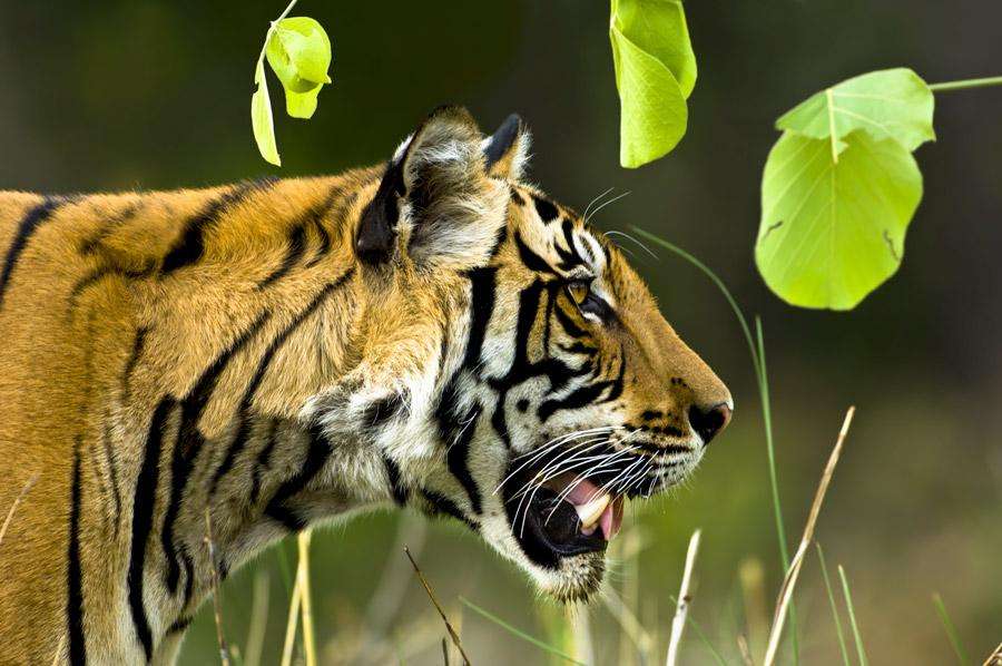 Read more about the article The Majestic Return of Umerpani: A Memorable Encounter in Kanha National Park