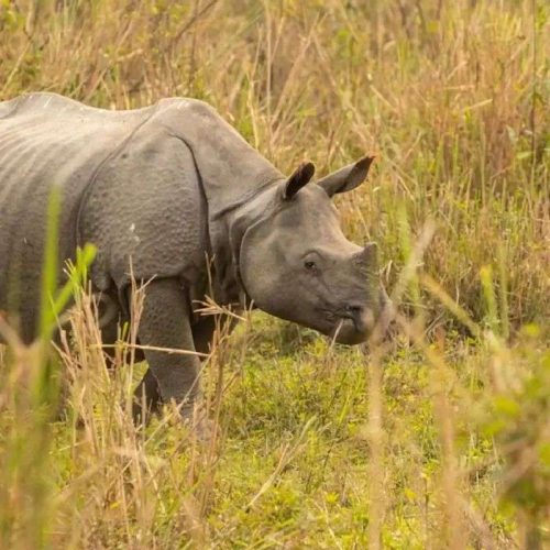 Kaziranga National Park