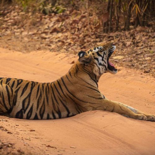 bandhavgarh1 1