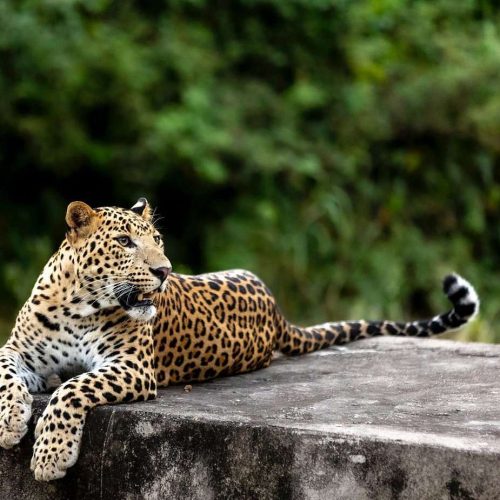 leopard safari